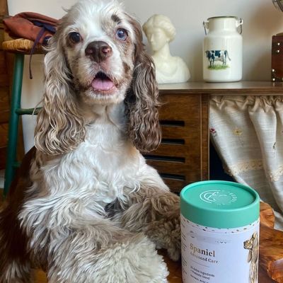 Food Grade Custom Printing Adorable Round Paper Box for Dog Cat PET Food Treats Snack Paper Tube Canister Pet Urns Scattering